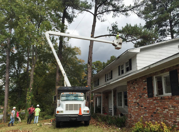 Trusted Franklin, PA Tree Removal Services Experts